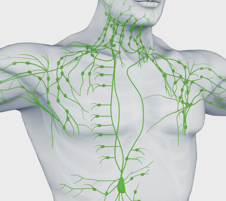 Lymphatic system