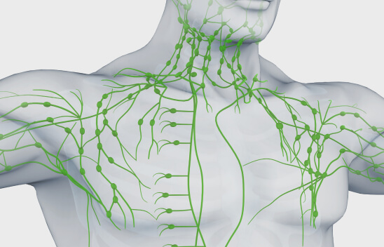 Lymphatic system