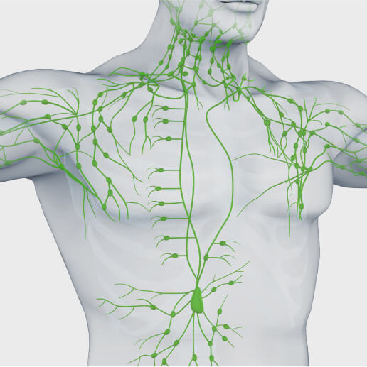 Lymphatic system